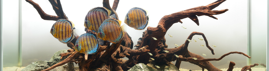 Bể Cá Đĩa - Sun Aquarium